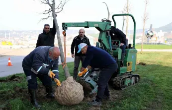 Tramvay çalışmasında sökülen ağaçlar yeni yerlerinde hayat bulacak
