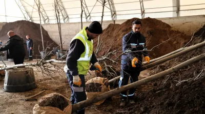 Ağaçlar yeni yerlerinde hayat bulacak