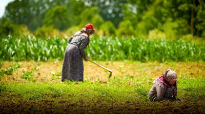 Kooperatif ve birliklere yüzde 75 hibeli tarımsal destek