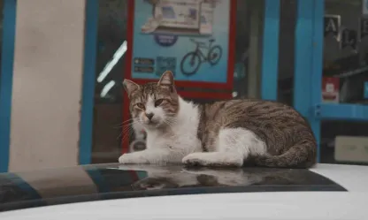 Sokak kedilerinin market mesaisi