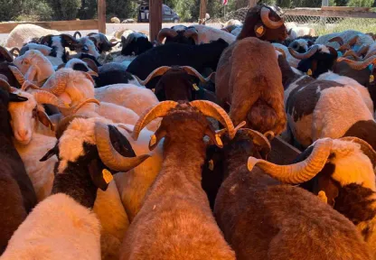 Kocaeli'de kurbanlıklar görücüye çıkmaya başladı