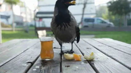 Bu karga çay içip Rize helvası yiyor: Organik gıdaları seviyor
