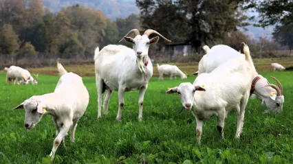 Burası Alpler değil, tarım kenti Kocaeli