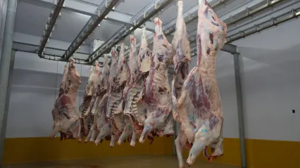 Büyükşehir Mezbahası'nda hijyenik ve helal kesim