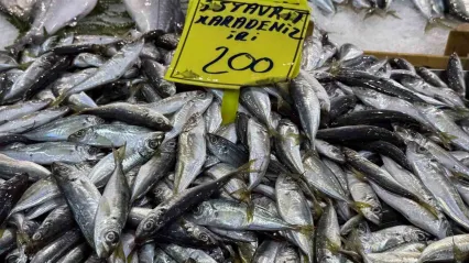 Kocaeli'de balık tezgahlarındaki son durum