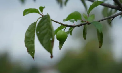 Kış ayına günler kala çiçek açan erik ağaçları meyve verdi