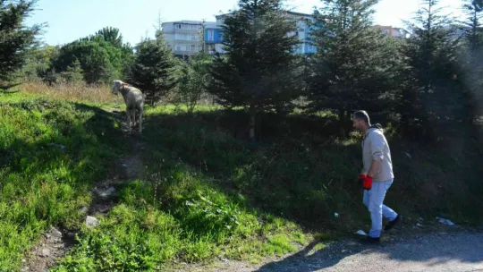 'Kuzular firarda'