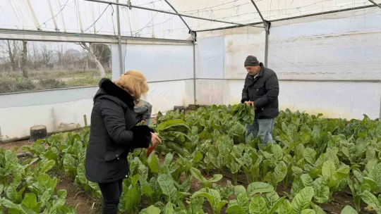 Saygınlar Kulübü üyeleri serada hasat yaptı