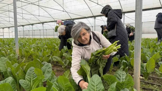 Saygınlar Kulübü üyeleri serada hasat yaptı