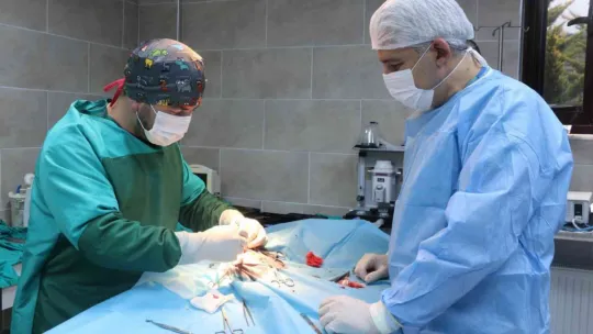 Sokak köpeğini operasyonla iyileştirdiler