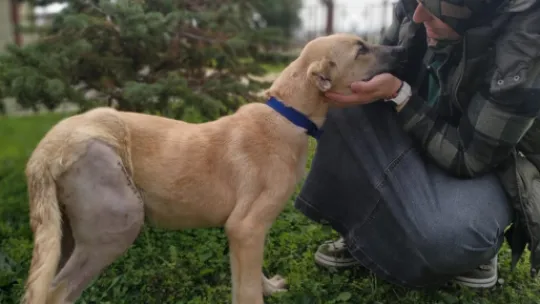 Sokak köpeğini operasyonla iyileştirdiler