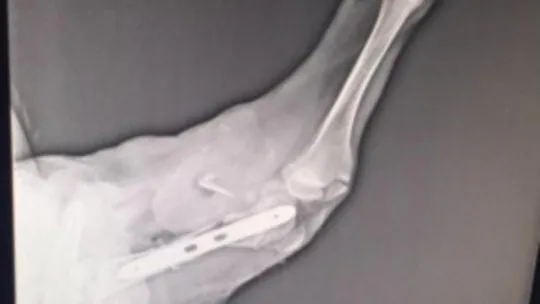Sokak köpeğini operasyonla iyileştirdiler