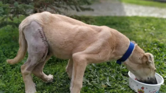 Sokak köpeğini operasyonla iyileştirdiler