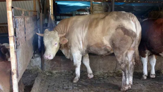 1 ton 100 kiloluk Paşa 265 bin TL'ye satıldı