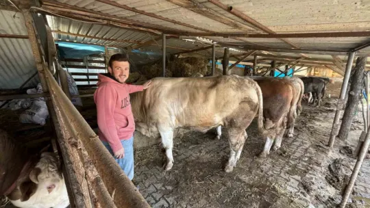 1 ton 100 kiloluk Paşa 265 bin TL'ye satıldı
