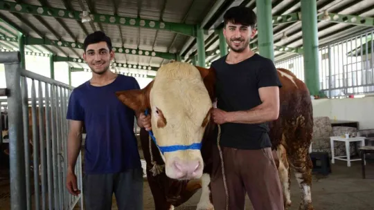 Pazarın gözdesi Paşa, 60 bin TL'ye satıldı