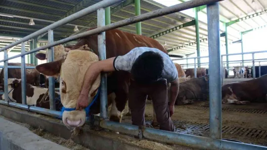 Pazarın gözdesi Paşa, 60 bin TL'ye satıldı