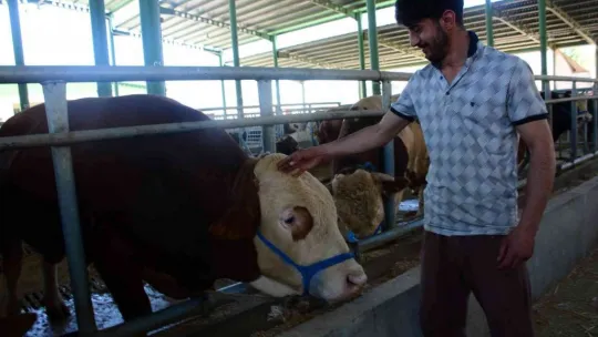 Pazarın gözdesi Paşa, 60 bin TL'ye satıldı