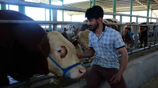 Pazarın gözdesi Paşa, 60 bin TL'ye satıldı