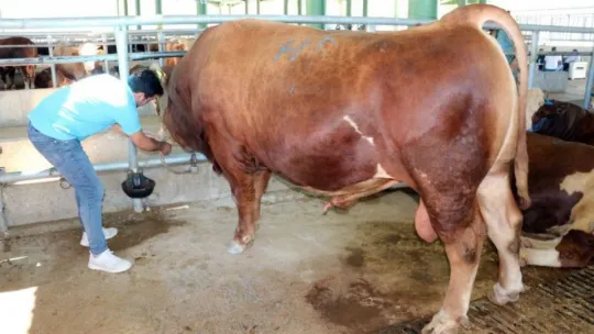 1 ton 200 kiloluk gözde tosun, Kocaeli'de alıcı buldu