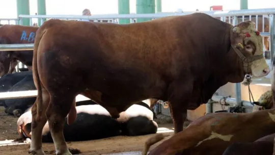 1 ton 200 kiloluk gözde tosun, Kocaeli'de alıcı buldu