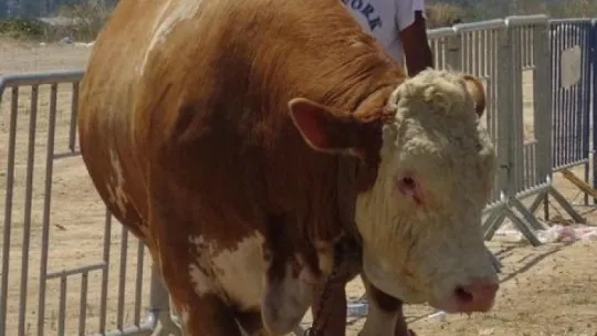 1 ton 330 kiloluk boğa, 32 bin liraya satılık