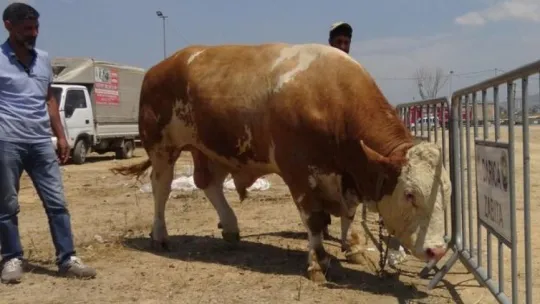 1 ton 330 kiloluk boğa, 32 bin liraya satılık