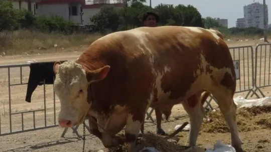 1 ton 330 kiloluk boğa, 32 bin liraya satılık