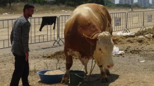 1 ton 330 kiloluk boğa, 32 bin liraya satılık