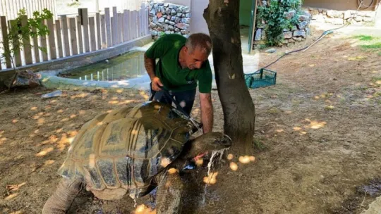 101 yaşındaki kaplumbağaya hortumlu serinlik