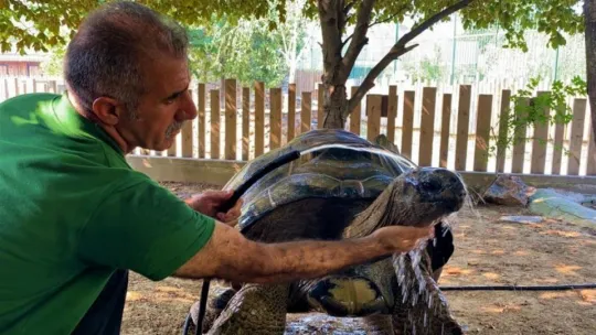 101 yaşındaki kaplumbağaya hortumlu serinlik