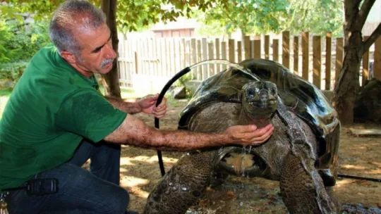 101 yaşındaki kaplumbağaya hortumlu serinlik