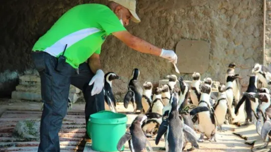101 yaşındaki kaplumbağaya hortumlu serinlik
