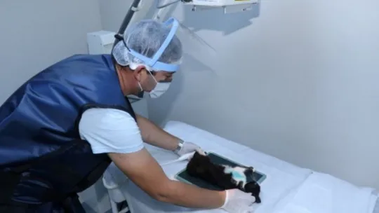 3 bin 341 yaralı sokak hayvanı tedavi edildi