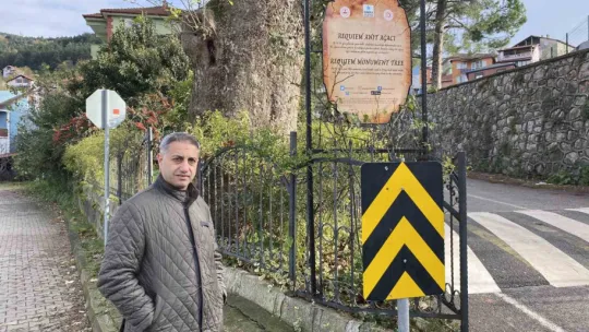 300 yıllık ağacın dikkat çeken hikayesi