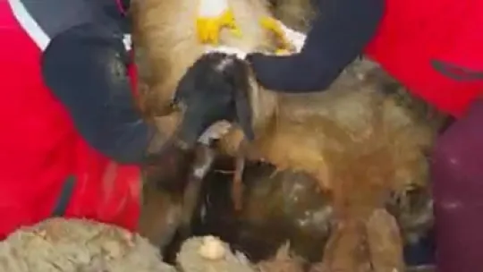 322 saat sonra enkazdan iki koyun ve bir kuzu canlı çıkarıldı