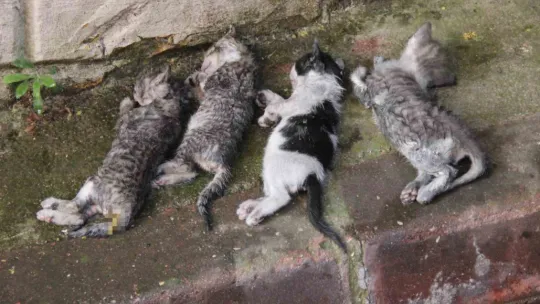 4 katlı binada yangın: 4 yavru kedi telef oldu
