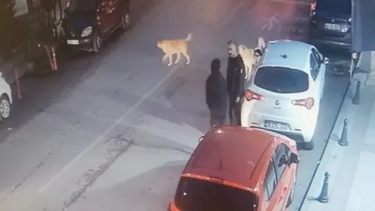 5 sokak köpeği 15 yaşındaki çocuğa saldırdı