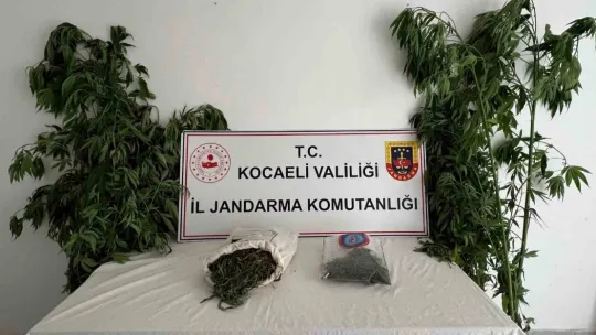 556 kök kenevir ve 5 kilo skunk ele geçirildi: 2 şüpheli tutuklandı