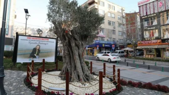 600 yıllık zeytin ağacı İzmit'in yeni sembollerinden biri olacak