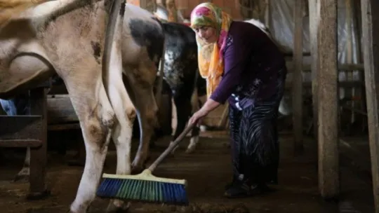 63 yaşındaki kadın tonluk boğalarına gözü gibi bakıyor