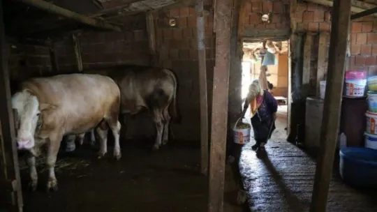 63 yaşındaki kadın tonluk boğalarına gözü gibi bakıyor