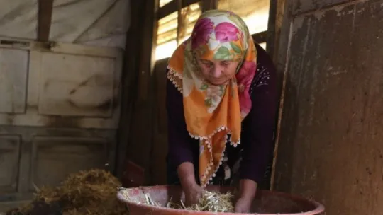63 yaşındaki kadın tonluk boğalarına gözü gibi bakıyor