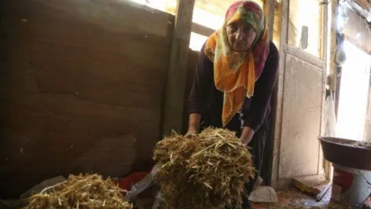 63 yaşındaki kadın tonluk boğalarına gözü gibi bakıyor