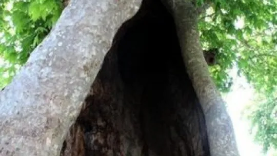 850 yaşındaki çınar ağacı zamana meydan okuyor