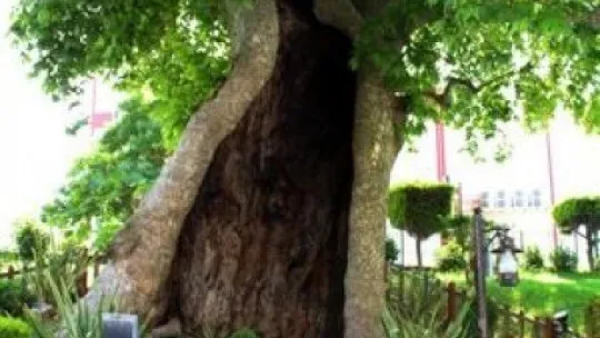 850 yaşındaki çınar ağacı zamana meydan okuyor