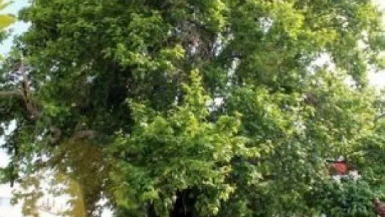 850 yaşındaki çınar ağacı zamana meydan okuyor