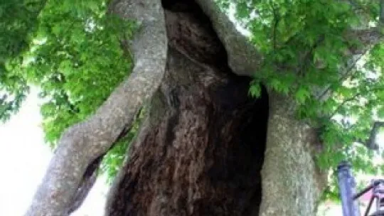 850 yaşındaki çınar ağacı zamana meydan okuyor