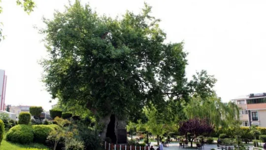 850 yaşındaki çınar ağacı zamana meydan okuyor