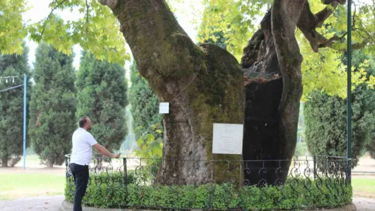 930 yıllık çınar asırlara meydan okuyor